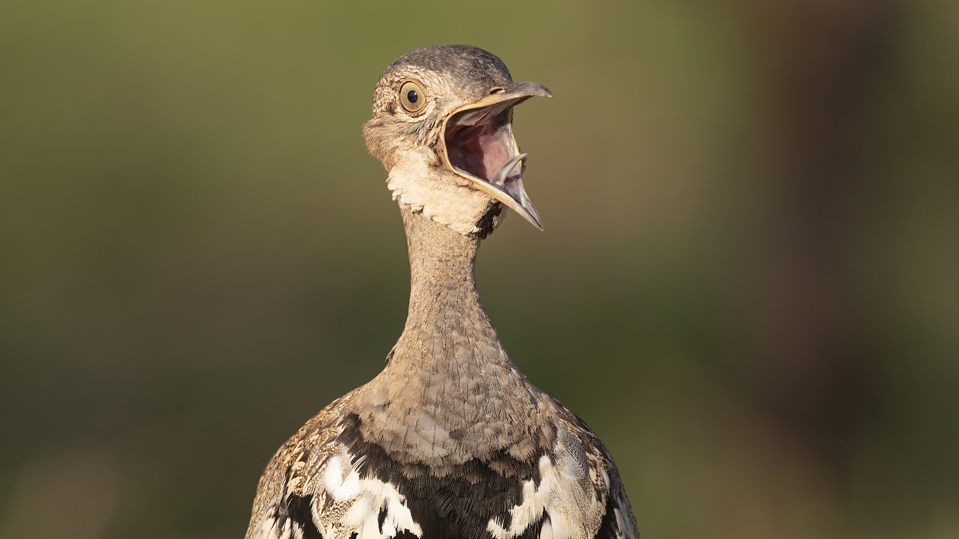 Red-crested Bustard